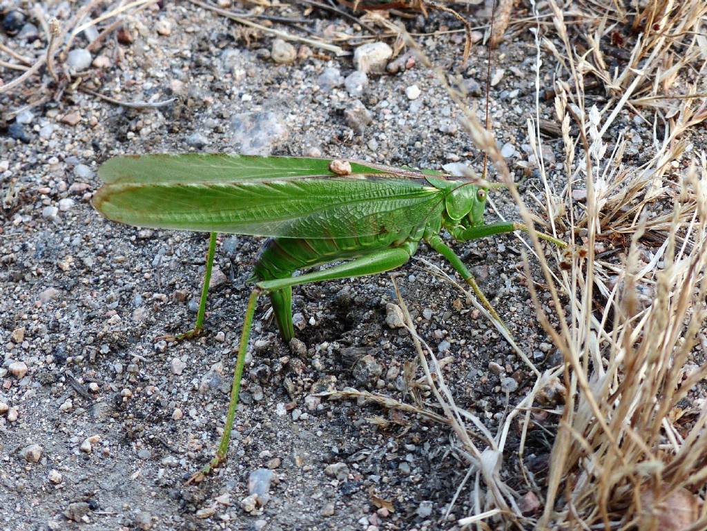 Tettigonia viridissima in deposizione